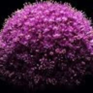 Meet your Posher, Meerah